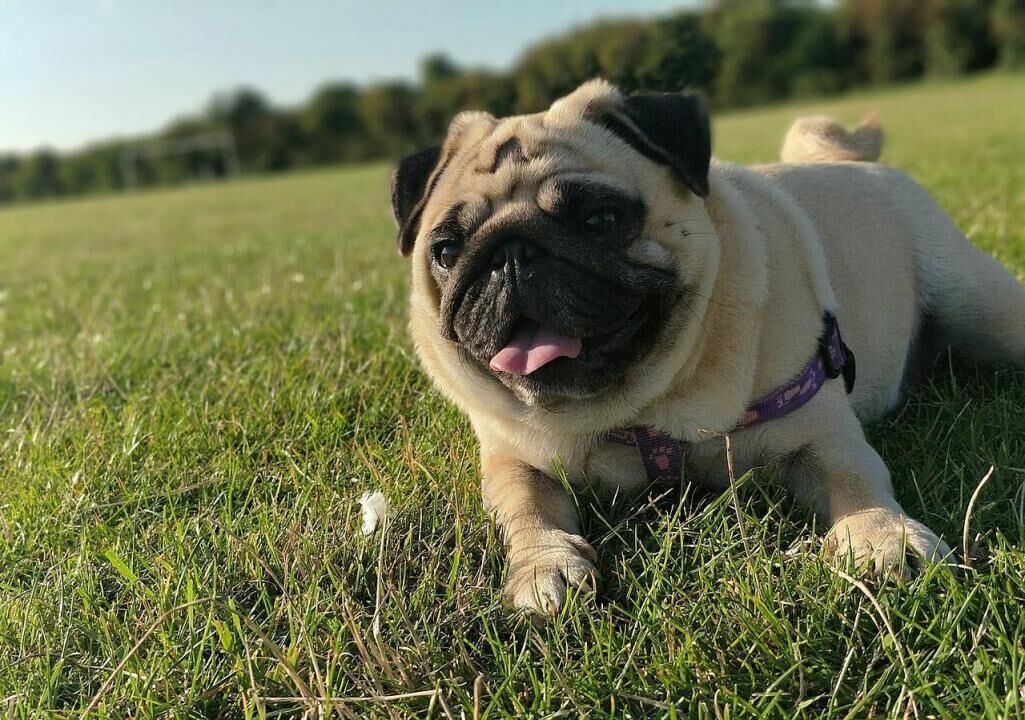 #12. Pug